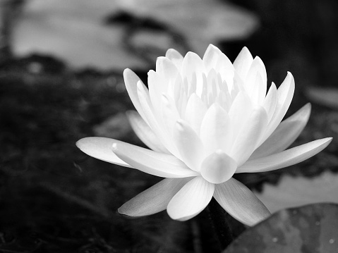 consultation reiki ou auriculotherapie